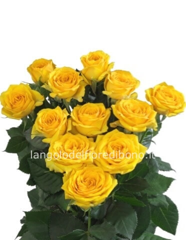 Rose gialle a steli, prima scelta, lunghezza 60 cm