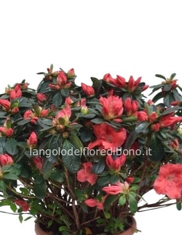 Azalea in vaso 12