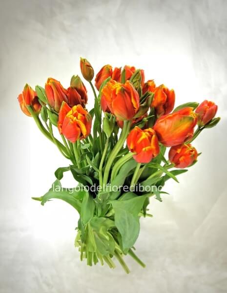 Tulipani arancioni rossi minimo 10