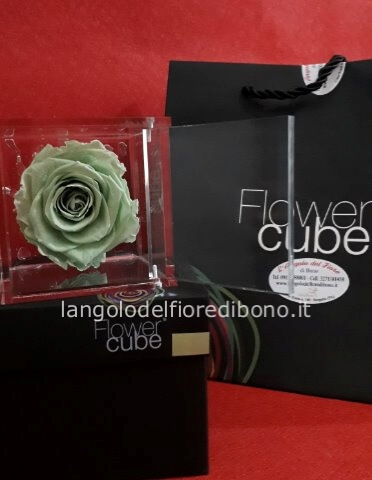 FLOWER CUBE 6x6, Colore verde