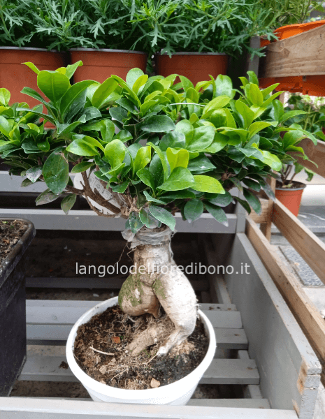 BONSAI FICUS GINSENG H. MT. 0,50