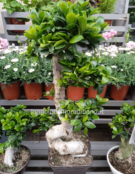 BONSAI FICUS GINSENG H. MT. 1,00