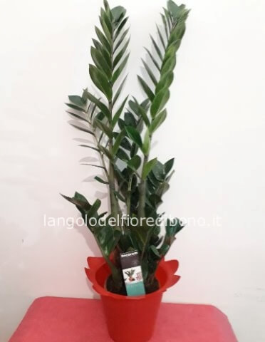 PIANTA ZAMIOCULCAS