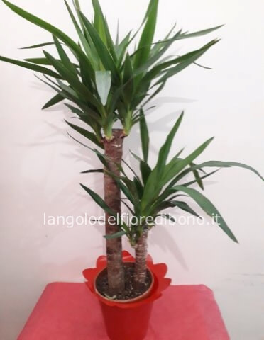 Piante