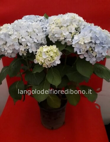 PIANTA DI ORTENSIA BIANCA/ROSA/GLICINE/AZZURRA