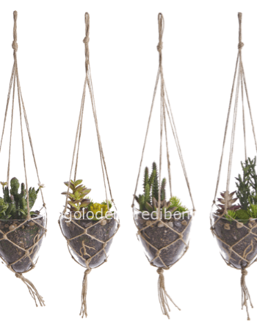 COMPOSIZIONE PIANTE GRASSE