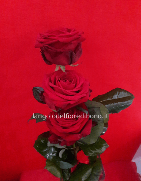 ROSE ROSSE 3 STELI