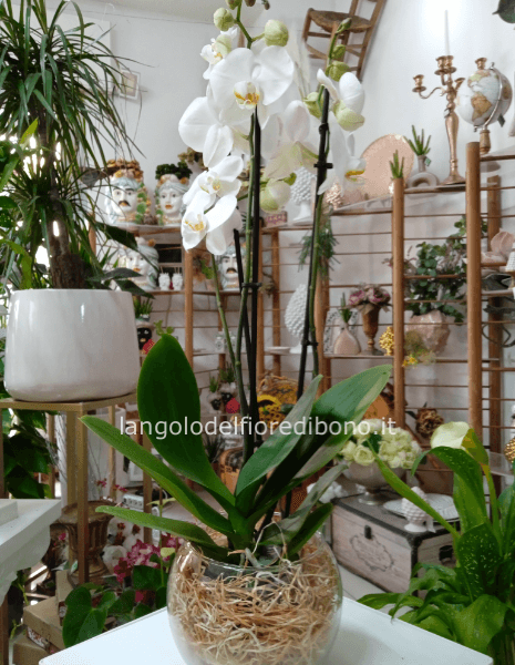 COMPOSIZIONE DI ORCHIDEA PHALENOPIS 3 STELI IN VASO