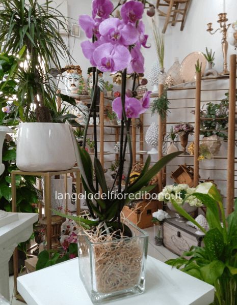 COMPOSIZIONE DI ORCHIDEA PHALENOPIS 3 STELI IN VASO
