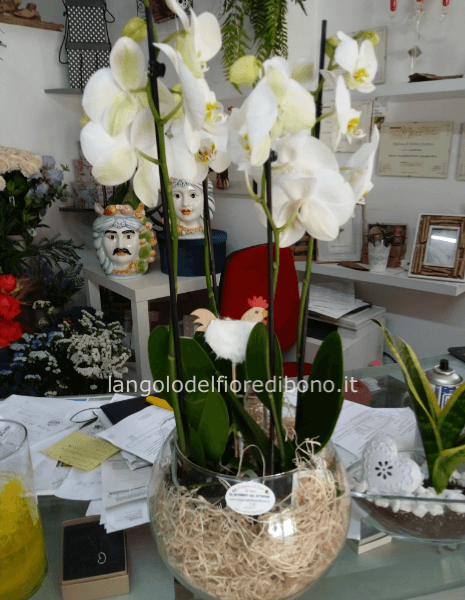 COMPOSIZIONE DI 2 ORCHIDE PHALENOPIS IN VASO