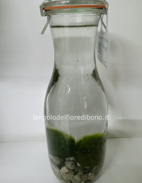 MARIMO ALGA GIAPPONESE CM 6 IN VASO  H 25