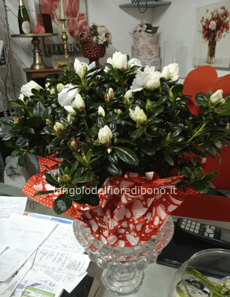 AZALEA IN VASO  (COLORE VARIABILE A DISPONIBILITA)